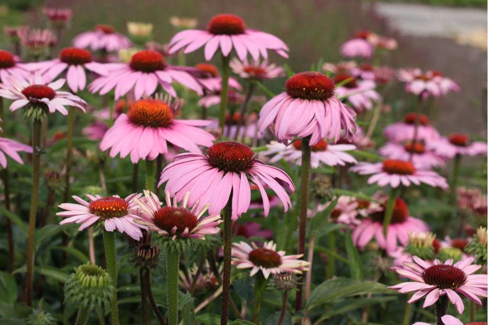 Solhatt Echinacea 'Magnus'